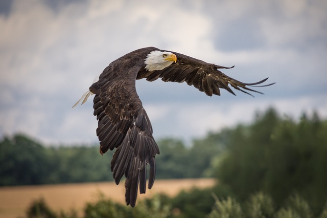 Harrison bay eagle