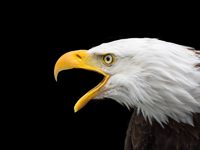 Florida Eagle