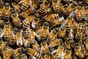 Read more about the article Honey Bees