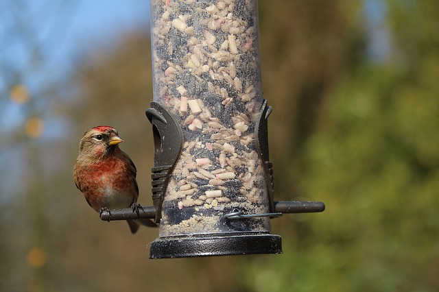 Birds feeder