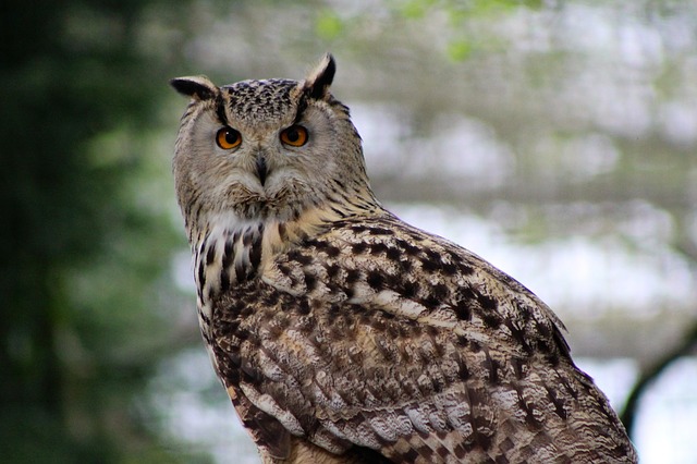 long-eared owls