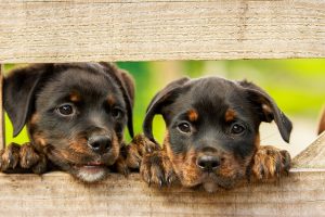 Read more about the article Puppies