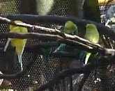 Read more about the article Parakeets